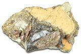 Fossil Triceratops Shed Tooth in Sandstone - Wyoming #379856-1